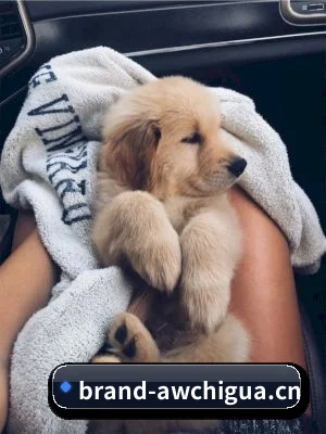 暗网吃瓜 APP